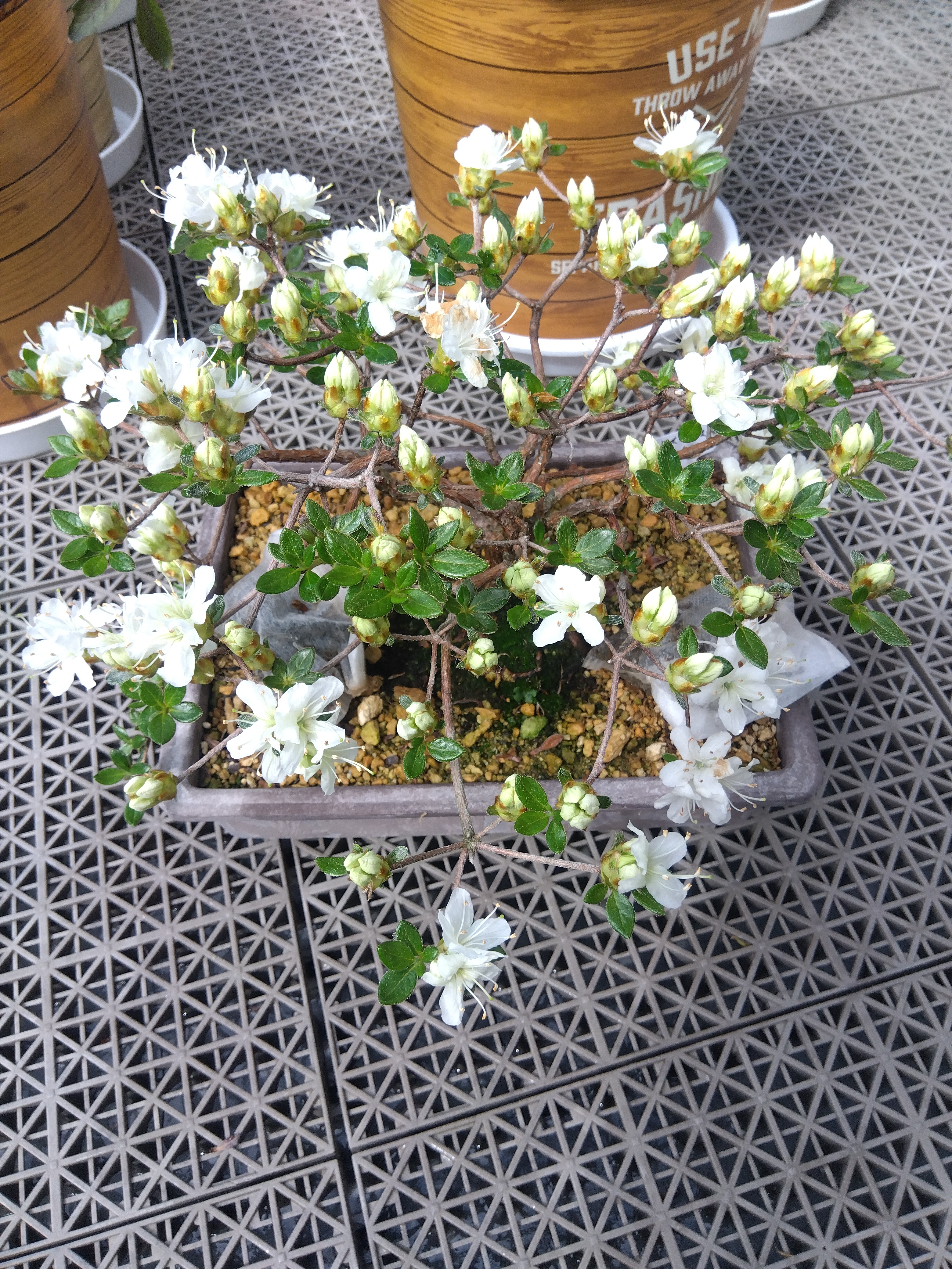 ミヤマキリシマ